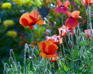 Obraz premium the blooms of red field poppies on a summer day 