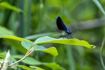 Ebony jewelwing insect on a leaf close-up