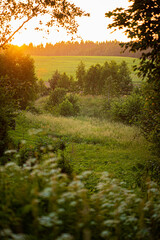 summer meadow with fresh flowers