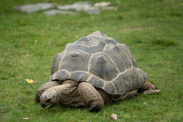 Fototapeta premium Schildkröte