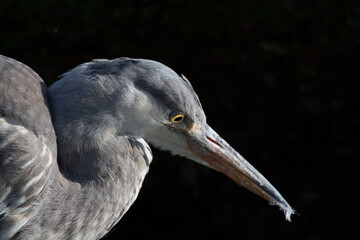 Grey heron
