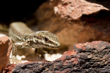 lizard on a rock
