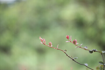 Tokyo Snow Trachelospermum asiaticum plant twig close up