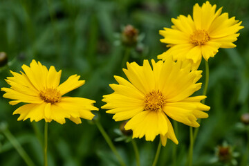 Coreopsis Lanceolata in a garden
