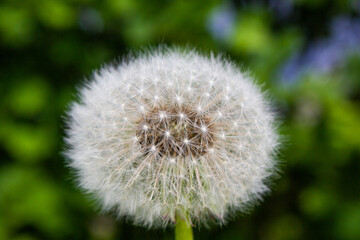 
Ripe dandelion close-up. Close-up on a blurred background. White ball of dandelion. Place for your text.