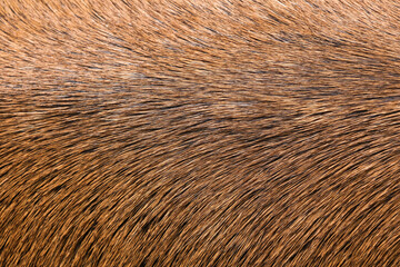 Deer fur background close up. Deer skin pattern.