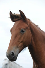Fototapeta na wymiar Closeup of beautiful brown horse head 