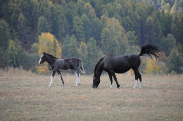 Two wild horses grazing in Altai field, Russian Federation