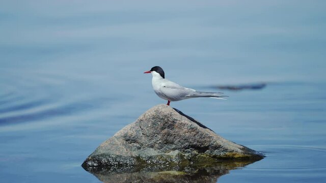 White black common tern seabird seagull gull bird standing on rock stone beach sandy rocks water wet fishing fishes food fly away nature watching eagle nest eggs wader skimmer herring marina ocean sea