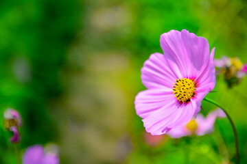 Fototapeta premium Bright cosmos flower in the flower garden