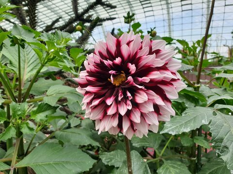 beautiful flower dahlia 달리아