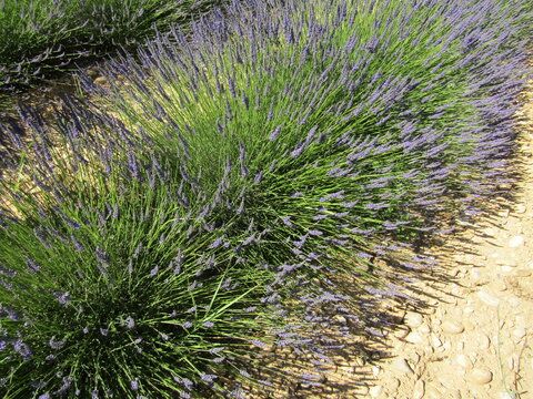 provence et lavande