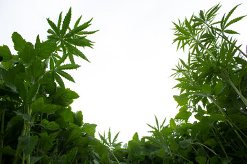 Cannabis. Growing a plant. Hemp green leaves close up.