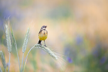 Yellow wagtail bird singing on a ear of rye in the morning. Sunrise in the rye field with blue...