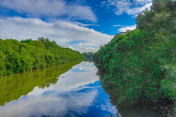 Fototapeta na wymiar Cooks River sprawling with wildlife and Mangrove trees along the river bank in an inner Suburb of Western Sydney NSW Australia 