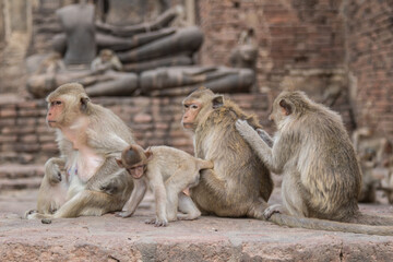 family monkey in the metal fence with copy space.