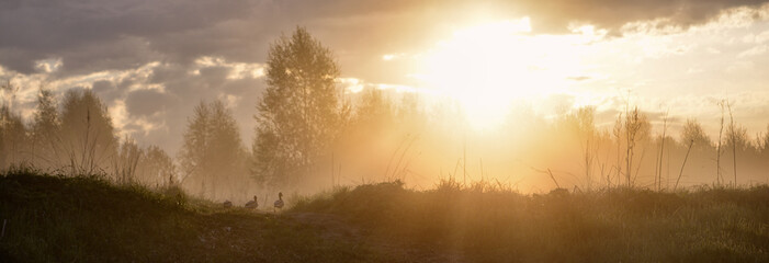 Fototapeta premium Sunrise in the forest. Panorama. Ducks walk on green grass. Fog. The lights of a sun.