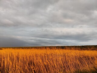 Dike and wet grounds