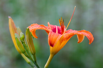 Obraz premium orange lily flower on a summer morning