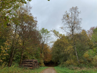 Road through forrest