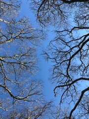 tree -tree branches - blue sky