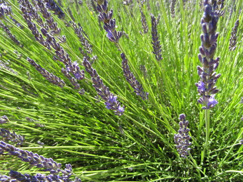 provence et lavande
