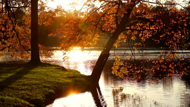 Video autumn park in the morning light . Autumn landscape. Morning light.