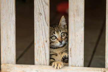 Tabby cat kitten by the gate
