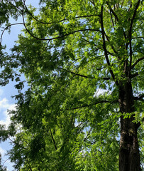 Tree and skye