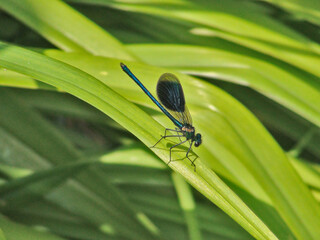 Calopteryx splendens