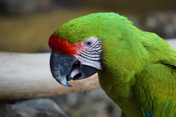 Perroquet