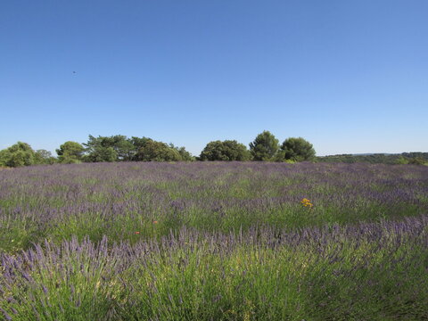 provence et lavande
