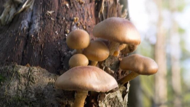 Armillariella mellea - Honey fungus. Autumn honey fungus, present honey fungus is a species of edible mushrooms of the genus honey mushrooms of the Physalacrium family.