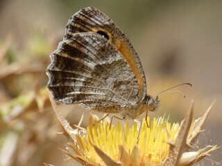 Farfalla