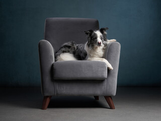 dog on a chair. Marble. Border Collie. pet indoor. against a blue wall