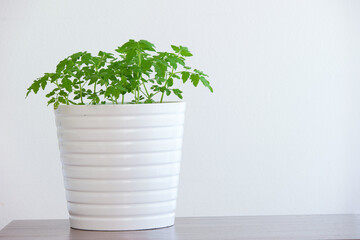 Fresh green raw parsley leafs growing in a white ceramic pot close up front view isolated