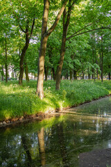 on a sunny day, the rays fall on the tree trunk through the foliage