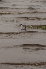 on a cloudy day, an adult gray gull in the water near the shore