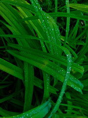 green grass with dew drops
