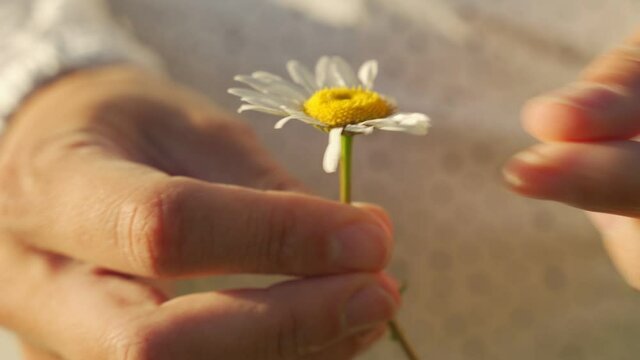 A young woman is guessing on a flower, whether she loves or does not love me, plucking the petals of a daisy. Human hands tear off a petal from the head of a daisy