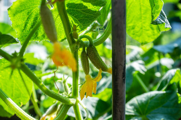Small cucumbers with yellow flowers in a greenhouse, against a background of greenery. 