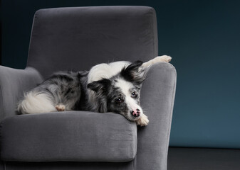 dog on a chair. Marble. Border Collie. pet indoor. against a blue wall