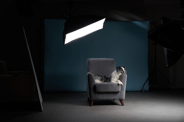 dog on a chair. Marble. Border Collie. pet in studio
