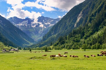Fototapeta na wymiar Mountain pasture in Zillertal area, Austria with cows and mountain peaks on the background