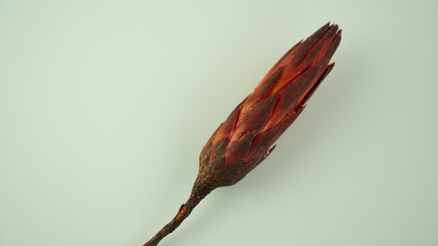 Flor vermelha