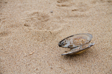 Fototapeta na wymiar open shell of a river oyster on a sandy beach
