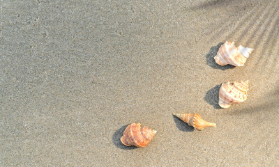 Fototapeta na wymiar shells and shadow palm leaves on the beach