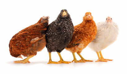 Four young hens isolated.