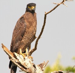 Front Face of Crested Serpent-Eagle on The Tree