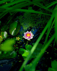 pinke Seerosen Blüte Wasserlilie versteckt in grünen Pflanzen